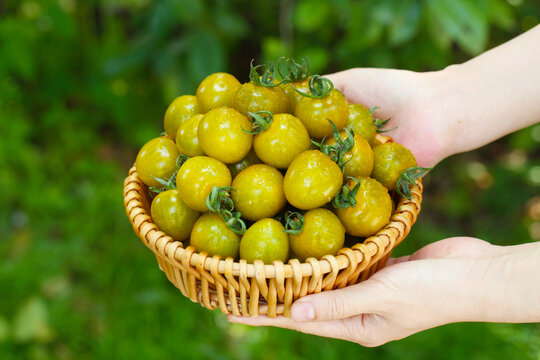 糖珀虎小番茄