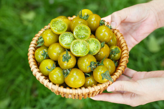 糖珀虎小番茄