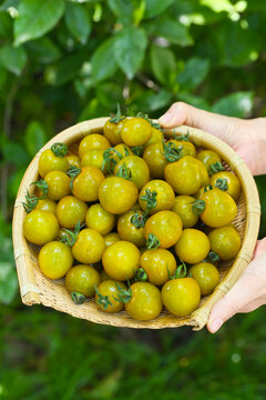 糖珀虎小番茄