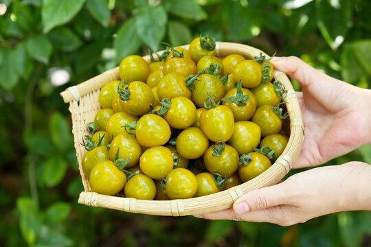 糖珀虎小番茄