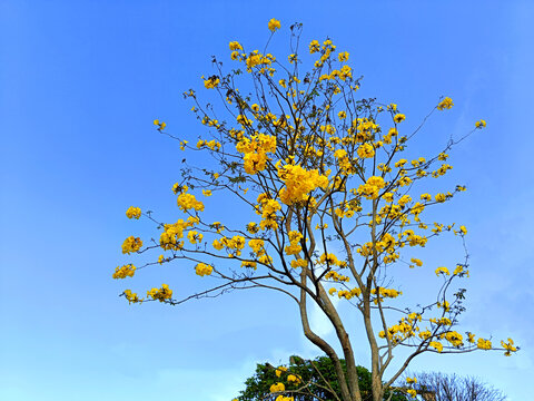 黄花风铃木