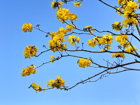 黄花风铃木