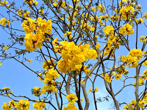 黄花风铃木