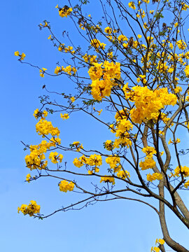 黄花风铃木
