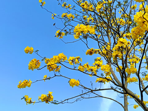 黄花风铃木