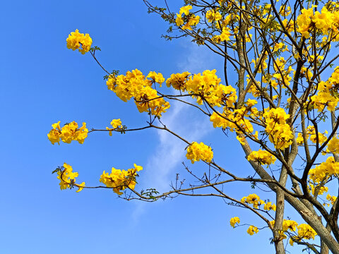 黄花风铃木