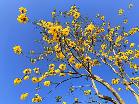黄花风铃木