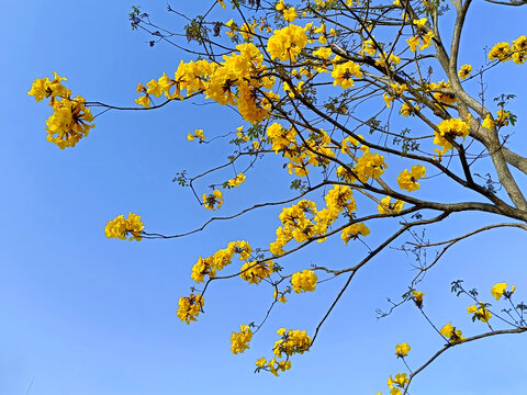 黄花风铃木