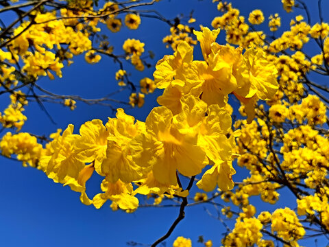 黄花风铃木