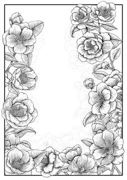 线描花卉山茶花