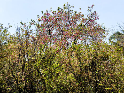樱花
