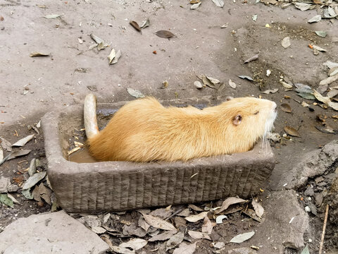 海狸鼠