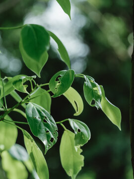 植物在野外生长的特写镜头