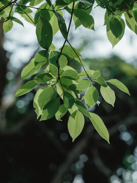植物在野外生长的特写镜头