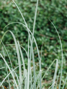 植物在野外生长的特写镜头