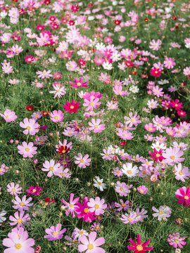 格桑花