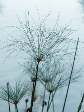 植物叶子