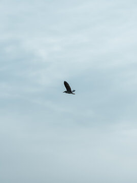 空中飞行的鸟
