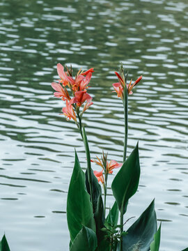 美人蕉花卉特写