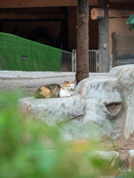 猫咪