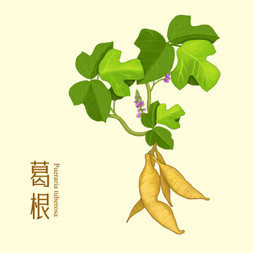葛根