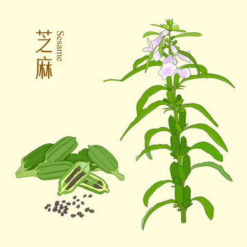 芝麻