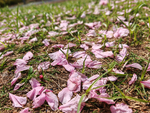 樱花落花满地