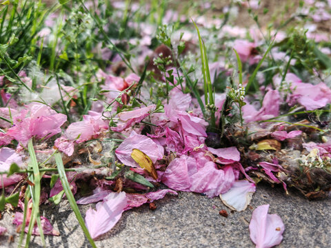 樱花落花满地