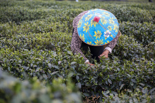 茶农