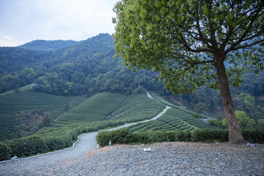 龙井茶茶山茶园