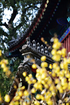梅花与五脊六兽