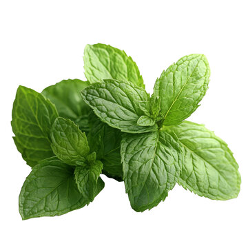 [免抠素材]新鲜绿薄荷叶特写