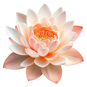 [免抠素材]一朵娇艳欲滴的粉橙莲花