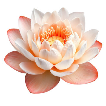 [免抠素材]一朵绽放的莲花