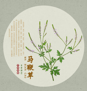 马鞭草