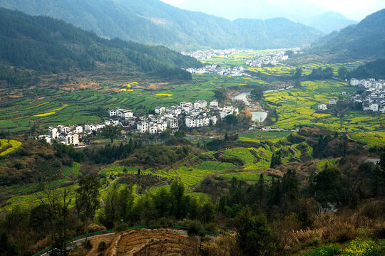 江西婺源江岭油菜花