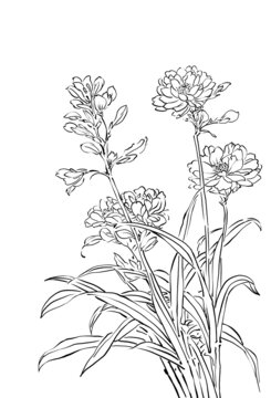白描线稿花卉图元素素材图