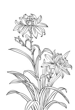 白描线稿花朵花草素材