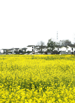 油菜花