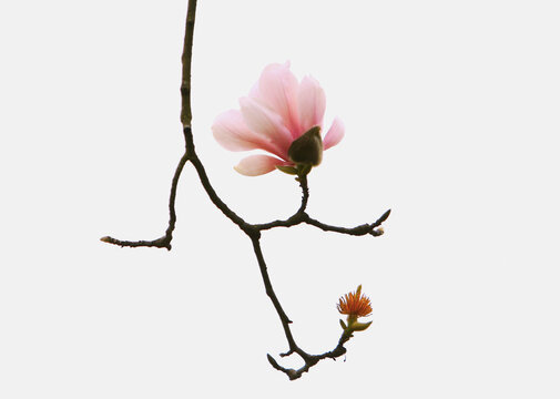 玉兰花