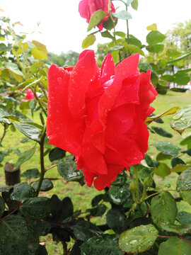月季花