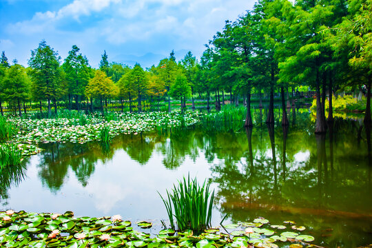 湿地公园景观