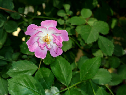 蔷薇