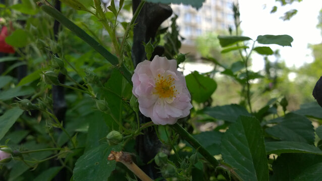 蔷薇