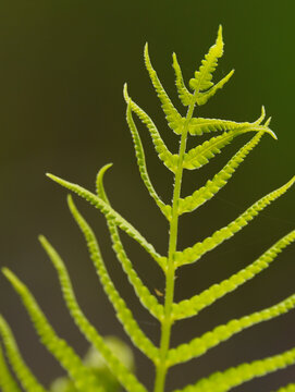 特写绿色蕨类植物叶片