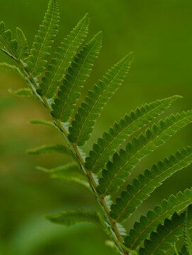 特写绿色蕨类植物叶片