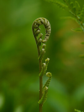 蕨类植物特写