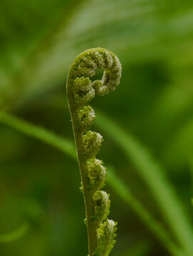 蕨类植物特写