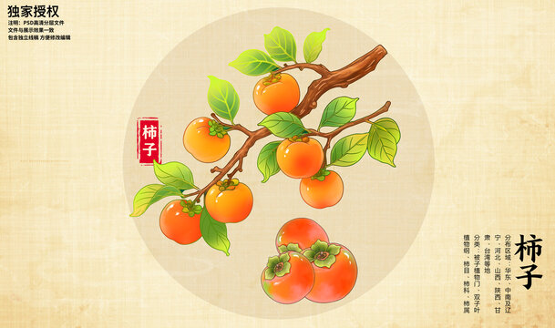 手绘柿子
