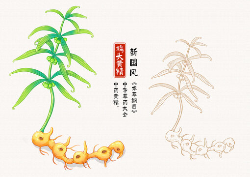 鸡头黄精草药插画